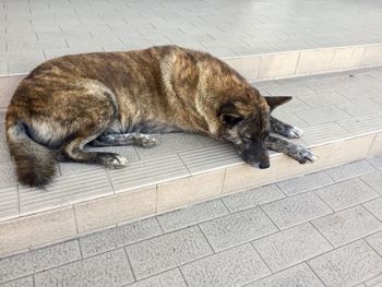 High angle view of dog sleeping on tiled floor