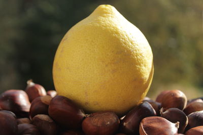 Close-up of fruit