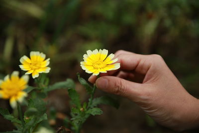 Close-up of hand holding yellow flowering plant