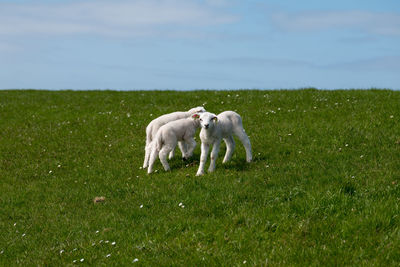 Baby lamb on green grass in spring