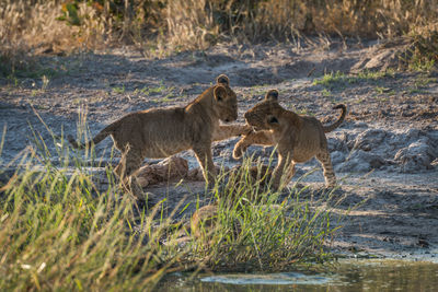 Playful lion cubs at lakeshore