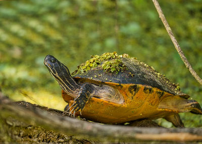 Close-up of turtle.