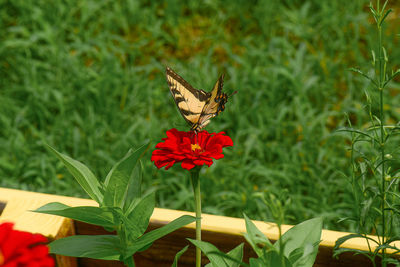 Butterfly on flower