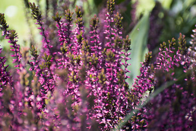 Close-up of purple flowering plants