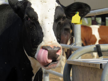 Close-up portrait of cow