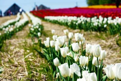 Close-up of white flowers on field