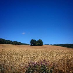 Scenic view of field against clear blue sky