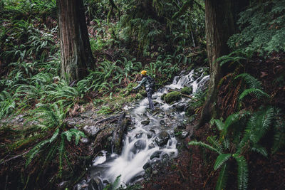 Female hiker crossing a creek in a temperate rainforest