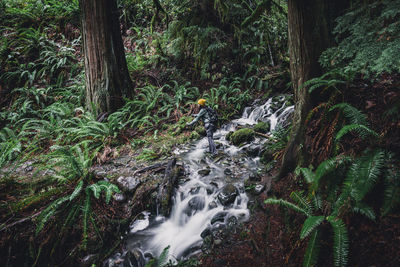 Scenic view of waterfall in forest