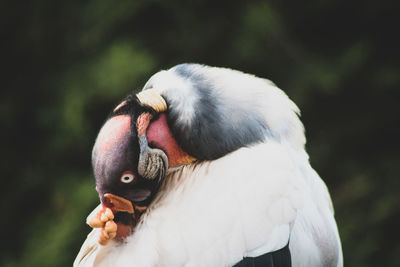 Close-up of a bird