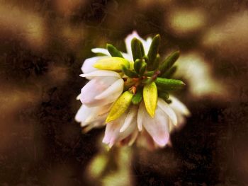 Close-up of flowers blooming outdoors