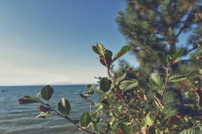 Close-up of flowering plant by sea against sky