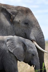Close-up of elephant on field