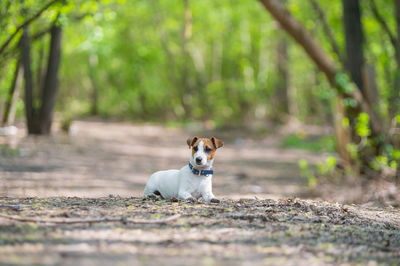 Portrait of a dog in the forest