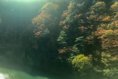 High angle view of trees by lake in forest