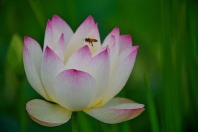 A lotus with a bee