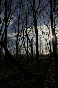 Silhouette bare trees on field in forest