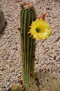 Close-up of yellow flower blooming on cactus