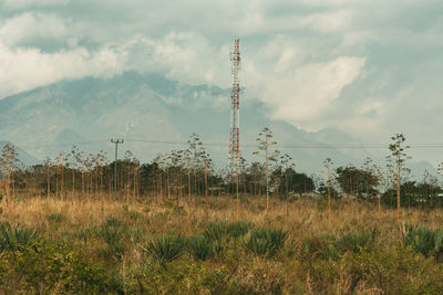 Plants on field against sky