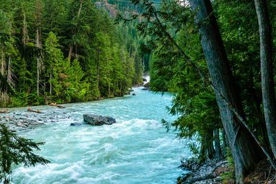 Scenic view of waterfall in forest