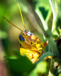 Close-up of insect on flower