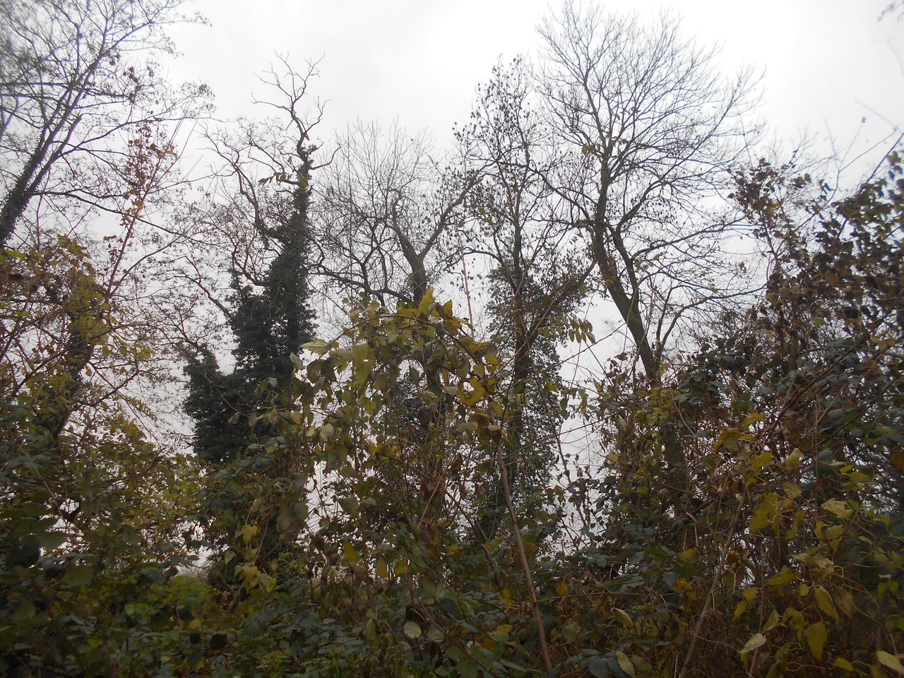 plant, tree, nature, sky, leaf, branch, forest, autumn, flower, beauty in nature, low angle view, no people, growth, tranquility, woodland, sunlight, land, outdoors, day, environment, non-urban scene, scenics - nature, cloud