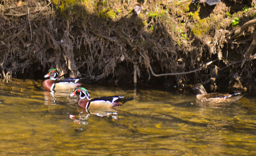 Ducks swimming in lake