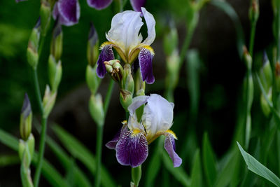 Close-up of purple iris flower