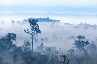 Trees in forest against sky