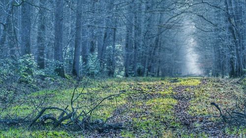 Scenic view of forest