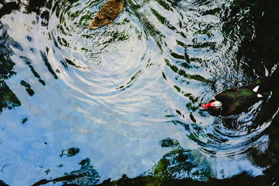 High angle view of duck swimming in lake