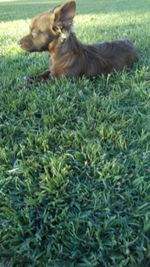 View of a dog on field