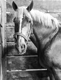 Close-up of horse in stable