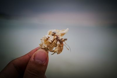 Close-up of hand holding grasshopper