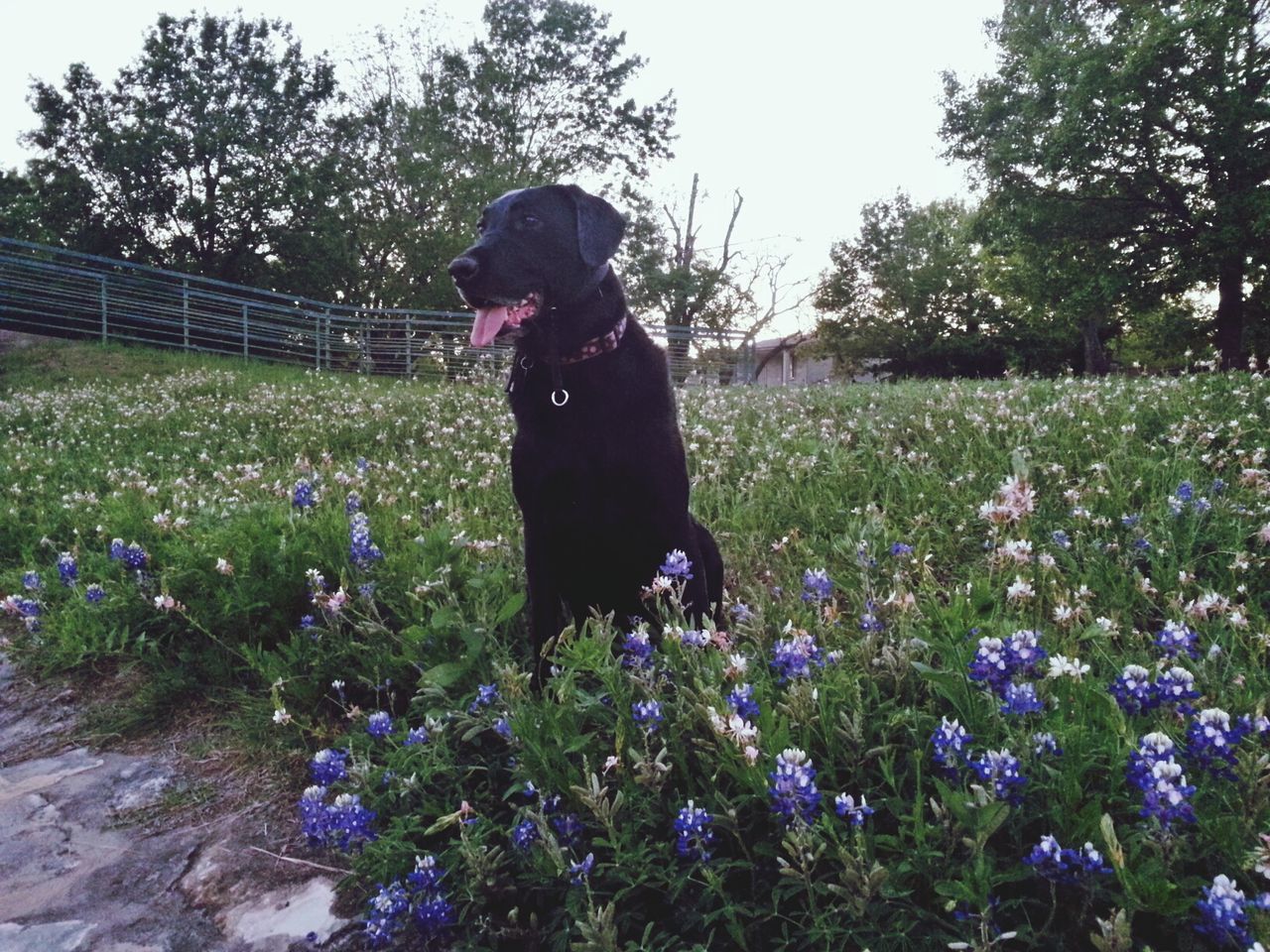 flower, domestic animals, growth, plant, dog, field, full length, pets, grass, rear view, standing, nature, casual clothing, freshness, tree, park - man made space, lifestyles, leisure activity