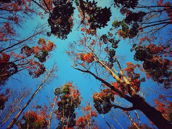 Low angle view of trees against sky during autumn