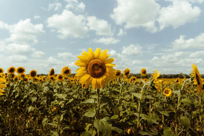 Close-up of flowering plants on field against sky