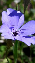 Close-up of butterfly on purple flower