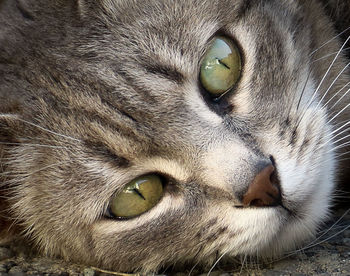 Close-up of a cat