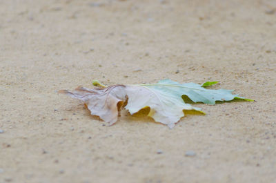 Close-up of lizard