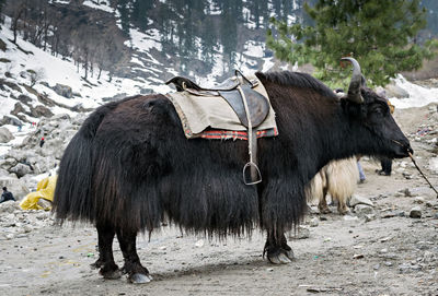 Horses in a snow