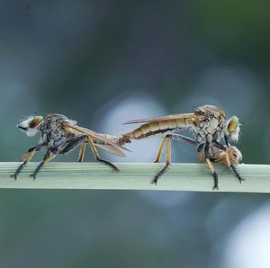Close-up of insect on wood