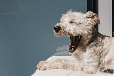 Close-up of a dog yawning