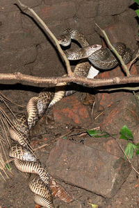 High angle view of lizard on wood