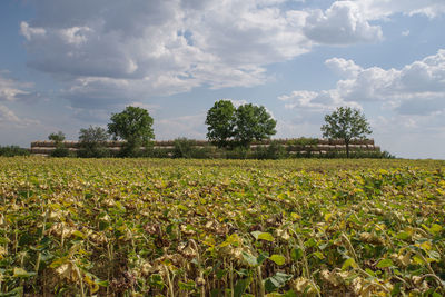 Scenic view of field against sky