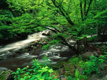 Stream flowing through forest