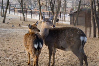 Deer in a field