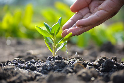 Cropped image of person holding plant