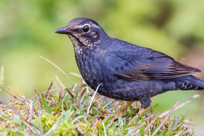 Close-up of a bird perching on a field