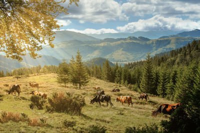 Horses grazing on field against sky